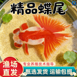 龙睛金鱼冷水观赏鱼大眼黑金鱼苗墨龙睛鱼好养耐活蝶尾金鱼活鱼