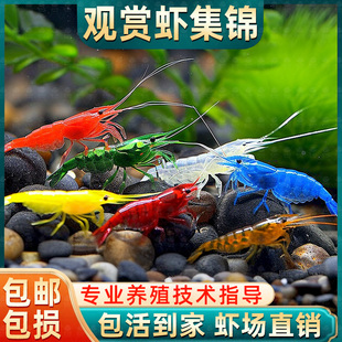 鱼缸观赏虾鲜活水晶虾宠物工具除藻好养耐活淡水冷水樱花虾极火虾