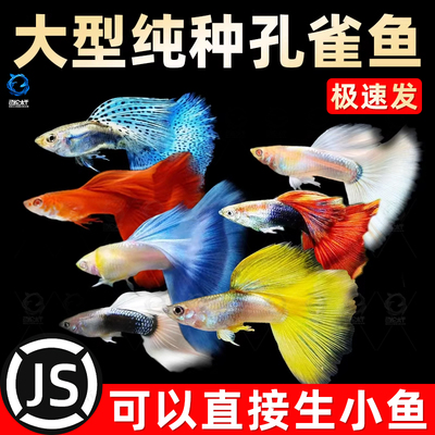 精品孔雀鱼活鱼活体纯种鱼缸小型热带临产孕鱼观赏鱼好养胎生鱼