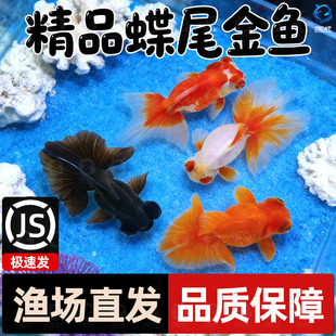 龙睛金鱼冷水观赏鱼大眼黑金鱼苗墨龙睛鱼好养耐活蝶尾金鱼活鱼