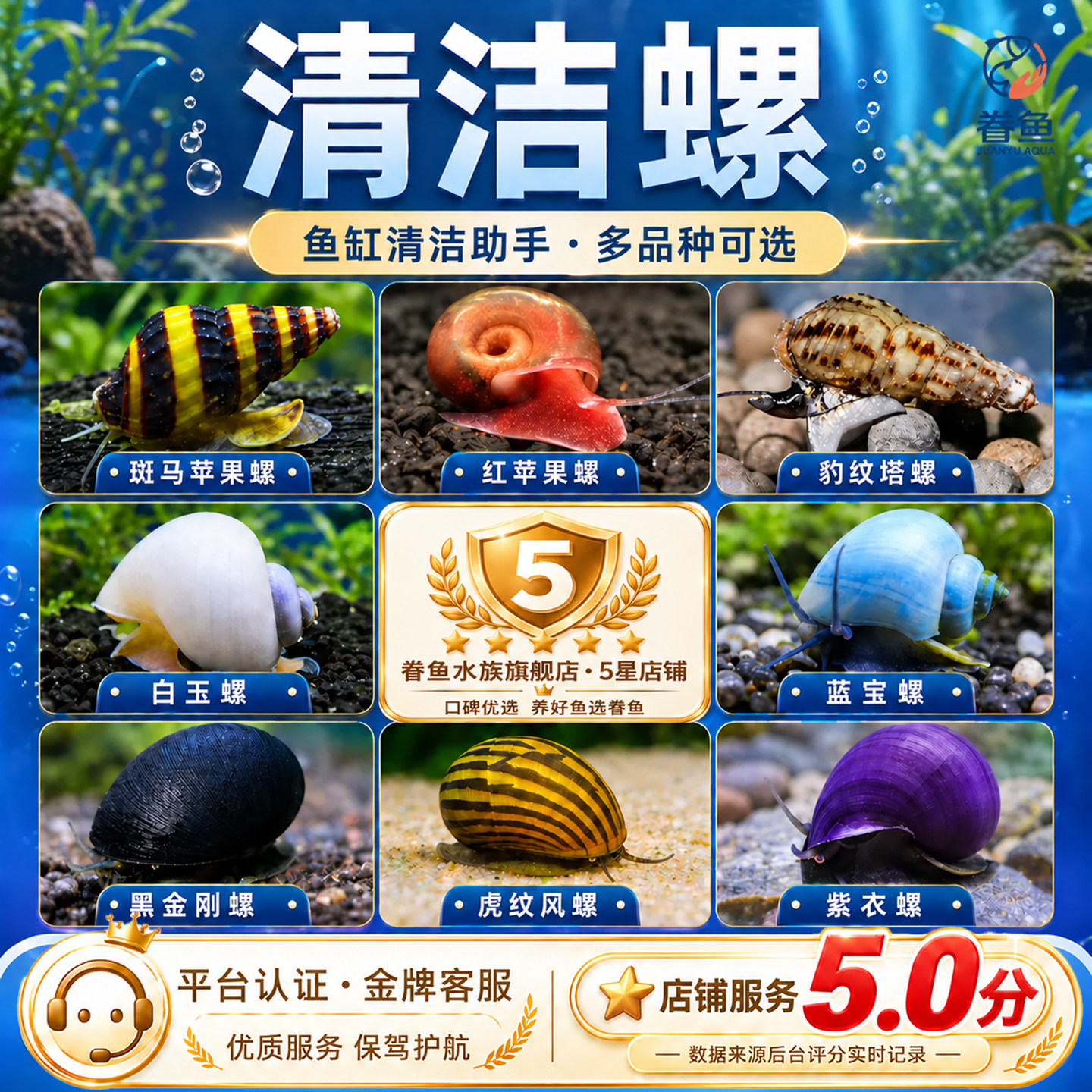 观赏螺苹果螺黑金刚彩蛋螺神秘黄金斑马洋葱清洁除藻工具螺活体螺