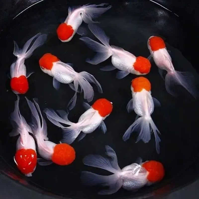 观赏鱼鸿运当头鹤顶红金鱼活体鱼苗冷水小鱼淡水好养国狮金鱼活鱼