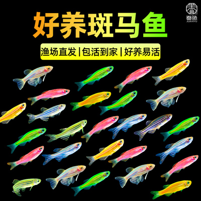 七彩糖果大斑马鱼活鱼淡水冷水好养耐活灯科鱼小型热带鱼苗观赏鱼