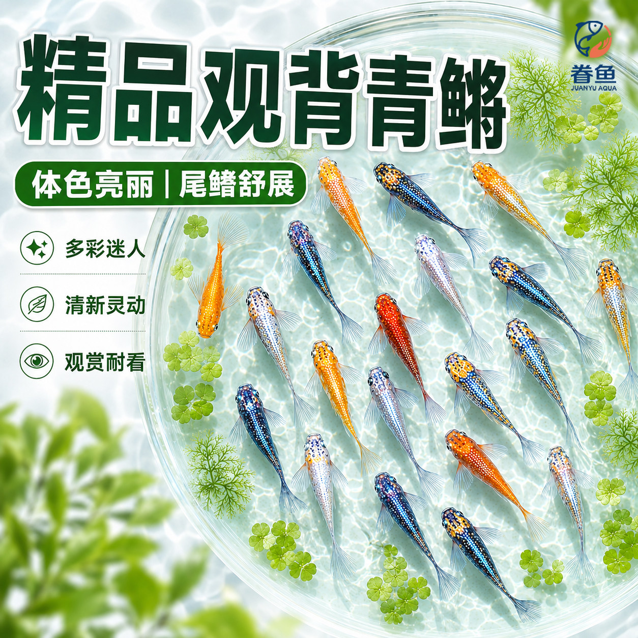 观背青鳉鱼淡水观赏鱼不换水冷水魔法鱼不打氧小型锦鲤迷你小鱼