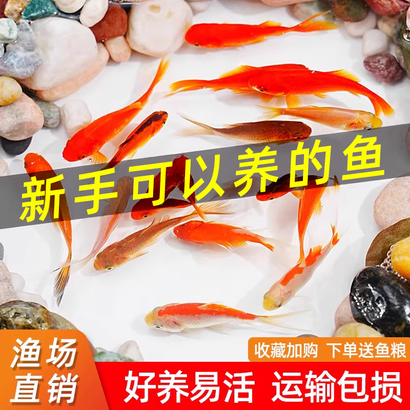 草金鱼活鱼锦鲤鱼苗观赏鱼淡水鱼冷水鱼小型耐活活体小金鱼红草金
