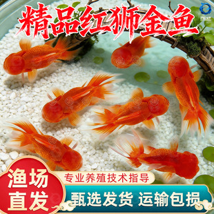 红狮金鱼国师鱼冷水鱼金鱼活鱼淡水锦鲤活体好养耐活不加温观赏鱼