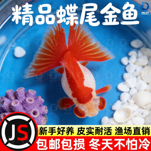 龙睛金鱼冷水观赏鱼大眼黑金鱼苗墨龙睛鱼好养耐活蝶尾金鱼活鱼