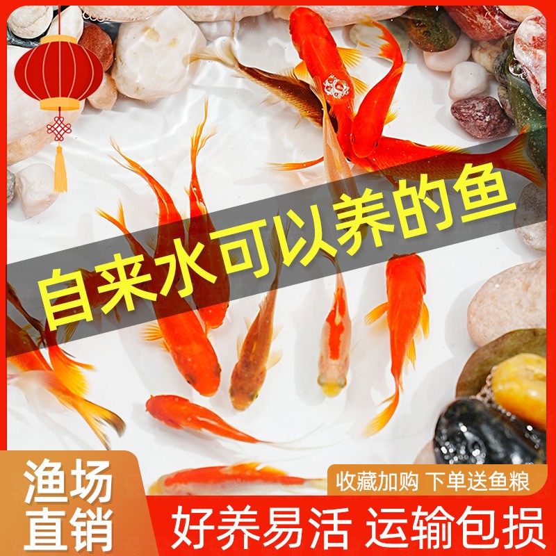 草金鱼活鱼锦鲤鱼苗观赏鱼淡水鱼红草金冷水鱼小型耐活活体小金鱼