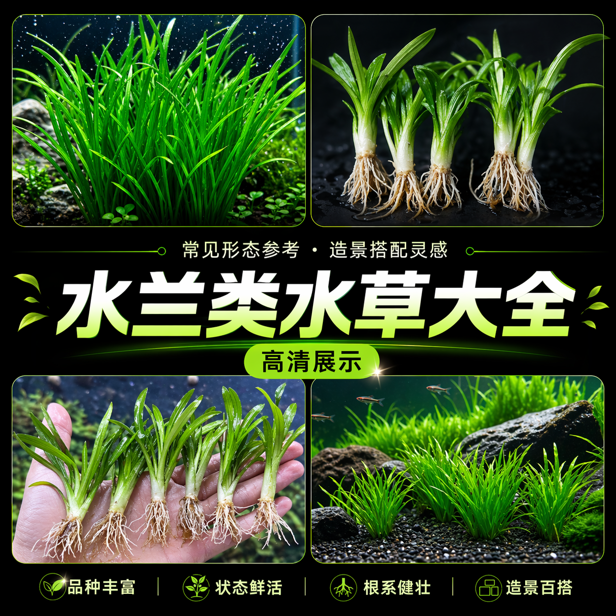 水兰水草大小水兰扭兰龙舌兰细叶水韭菜阴性前后景新手鱼缸造景