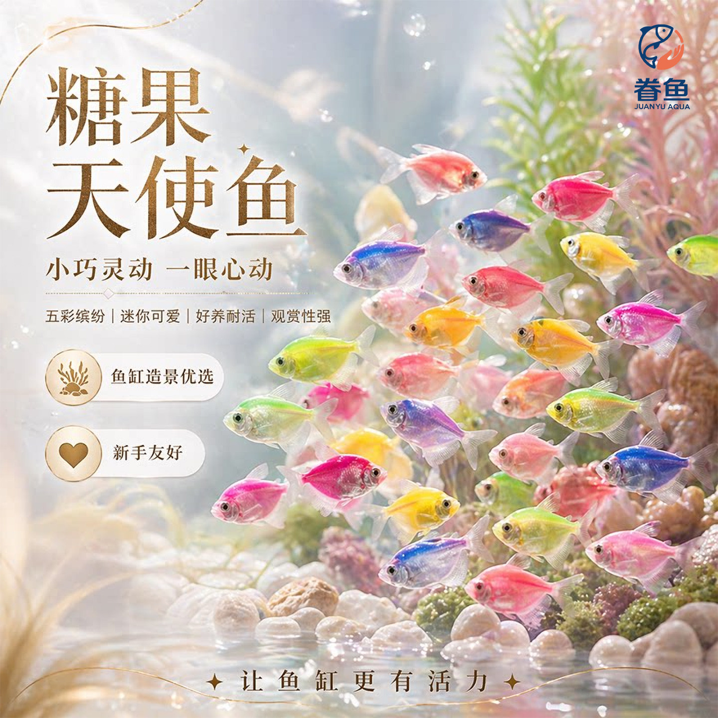 大号天使鱼观赏鱼活鱼群游活体斑马孔雀热带鱼小型鱼淡水好养耐活