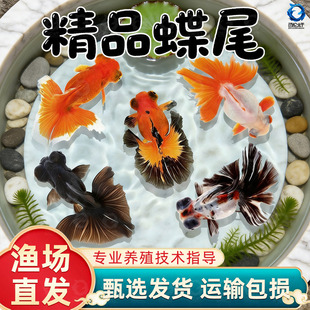 龙睛金鱼冷水观赏鱼大眼黑金鱼苗墨龙睛鱼好养耐活蝶尾金鱼活鱼