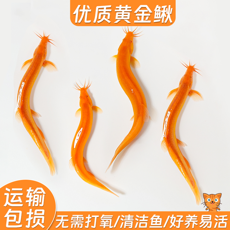 冷水黄金泥鳅苗金色清洁鱼工具鱼清道夫好养耐活新练手观赏小金鱼