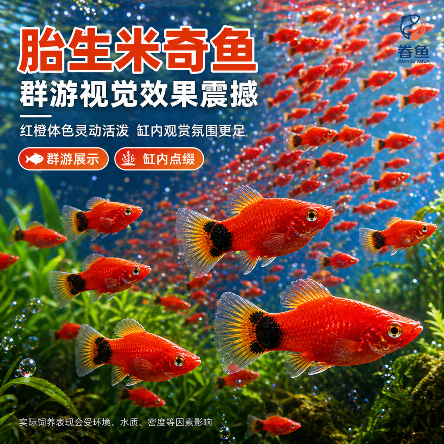 胎生鱼苗米奇鱼小鱼活观赏鱼热带鱼小型淡水好养孔雀鱼玛丽鱼
