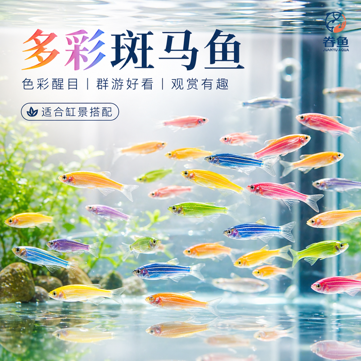 七彩糖果大斑马鱼活鱼热带鱼淡水鱼群游新手好养灯鱼小型鱼观赏鱼