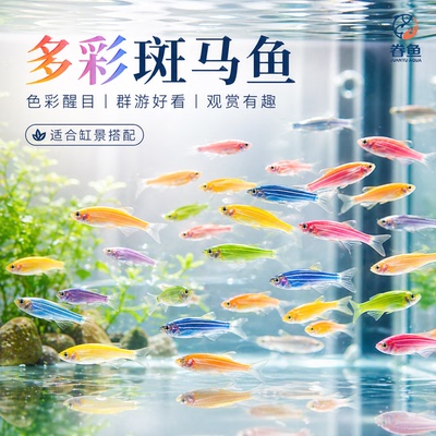 七彩糖果大斑马鱼活鱼热带鱼淡水鱼群游新手好养灯鱼小型鱼观赏鱼