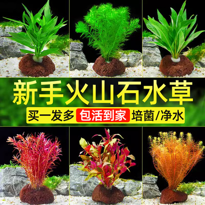 火山石水草植物鱼缸真草造景生态全套养鱼增氧九冠蜈蚣草阴性净化