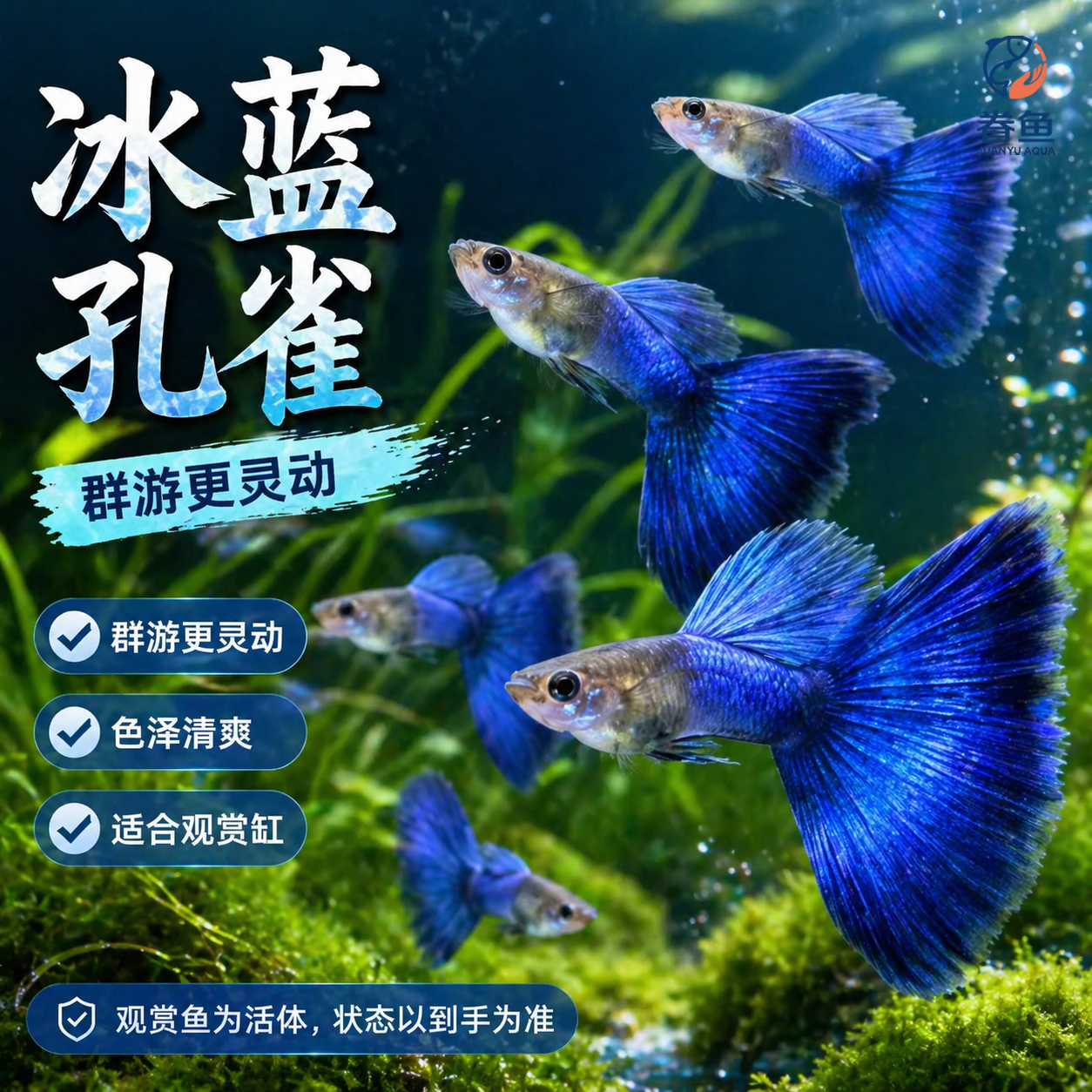 冰蓝孔雀鱼墨兰纯种孔雀鱼蓝礼服小型热带鱼鱼苗观赏鱼蓝尾胎生鱼