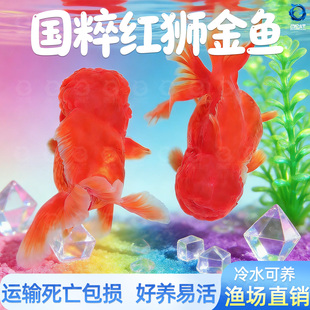 红狮金鱼国师鱼冷水鱼小金鱼活鱼淡水锦鲤观赏鱼好养耐活鱼不加温
