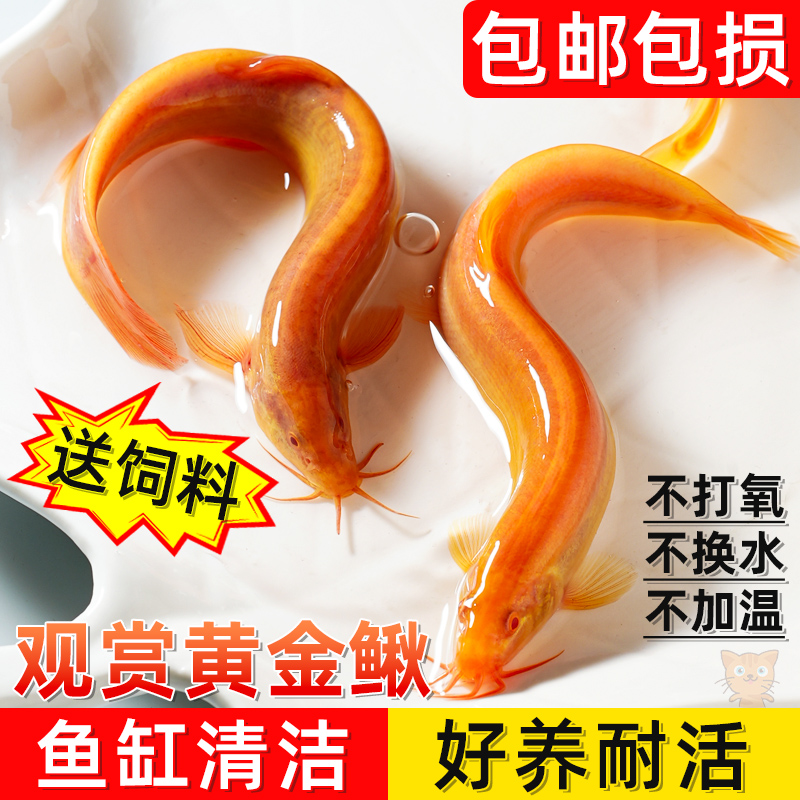 黄金泥鳅苗冷水鱼清道夫金色工具鱼清洁鱼淡水鱼好养耐活观赏鱼苗