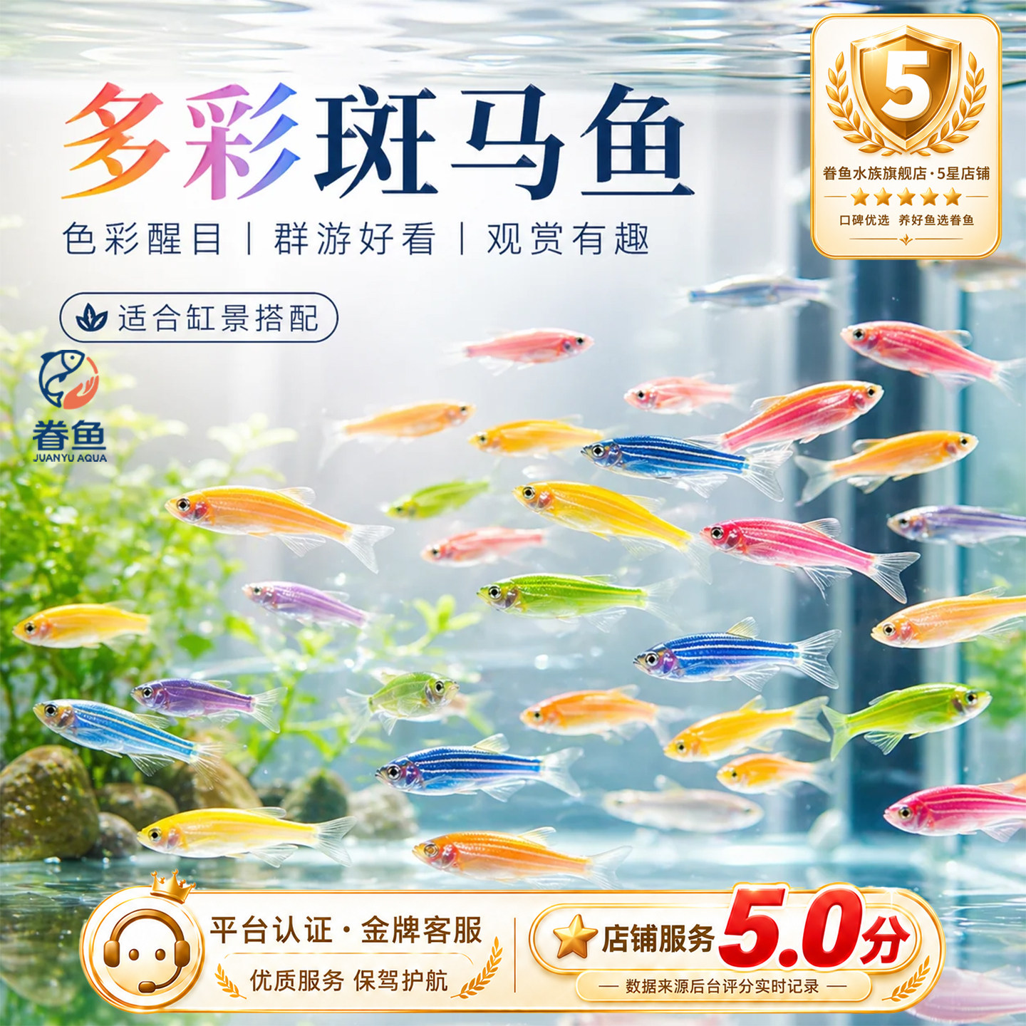 七彩糖果大斑马鱼活鱼淡水冷水好养耐活灯科鱼小型热带鱼苗观赏鱼