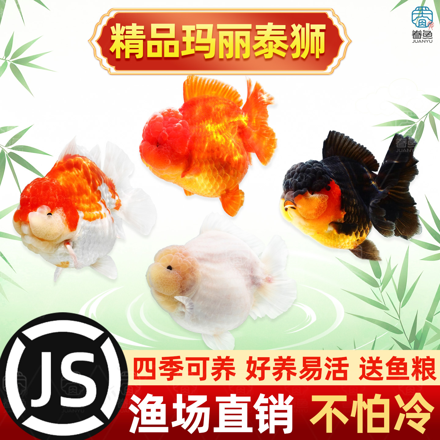 泰狮金鱼活鱼菠萝狮子头金鱼自来水好养耐活鱼冷水观赏鱼百褶泰狮