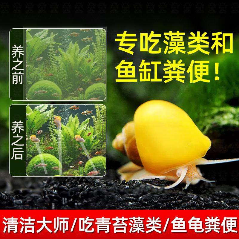 黄金螺苹果螺除藻观赏螺鱼缸清洁螺除藻鱼粪便青苔淡水工具马来螺,宠物/宠物食品及用品,鱼,淘宝优惠券,粉丝福利购,淘宝优惠卷
