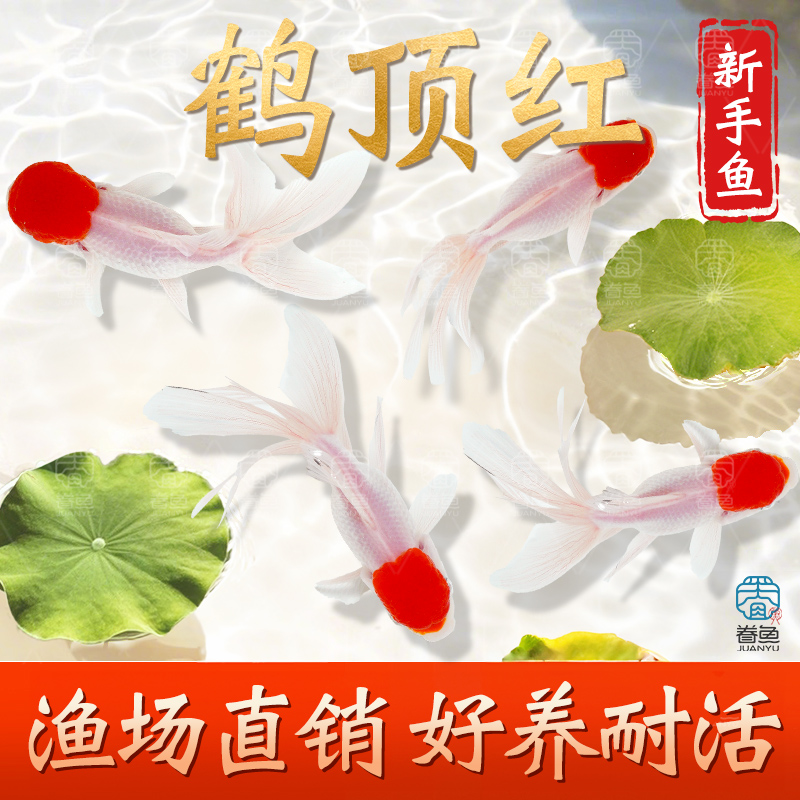 鹤顶红金鱼活鱼观赏鱼鸿运当头狮子头鱼苗淡水好养耐活冷水鱼包活