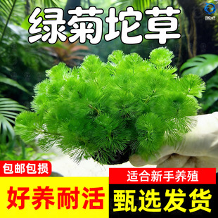 鱼缸水草活体绿菊新手好耐养绿色增氧净化水质阴性九冠水芹蜈蚣草