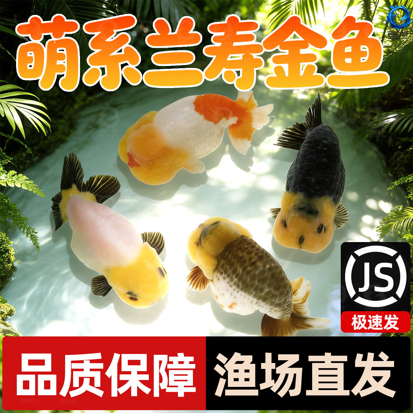 精品兰寿金鱼冷水鱼鱼缸观赏鱼活体小金鱼好养耐活金鱼奶牛兰寿,宠物/宠物食品及用品,蟹,淘宝优惠券,粉丝福利购,淘宝优惠卷