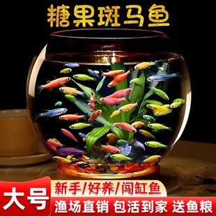 热带观赏鱼红蓝斑马鱼小型金鱼苗观赏鱼蝶翼精品孔雀红绿灯科活体