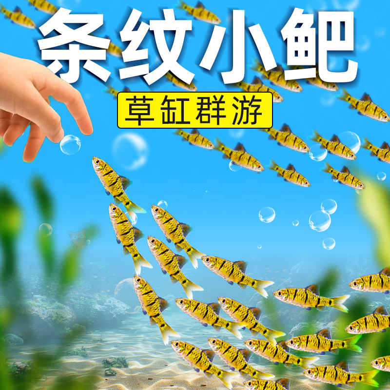 中国斗鱼伴侣条纹小鲃活体二须鲃耐寒冷水原生鱼溪流鱼群游观赏鱼