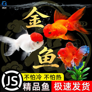 鸿运当头金鱼狮子头活体打氧观赏鱼冷水鱼淡水鱼丹顶红不加温好养