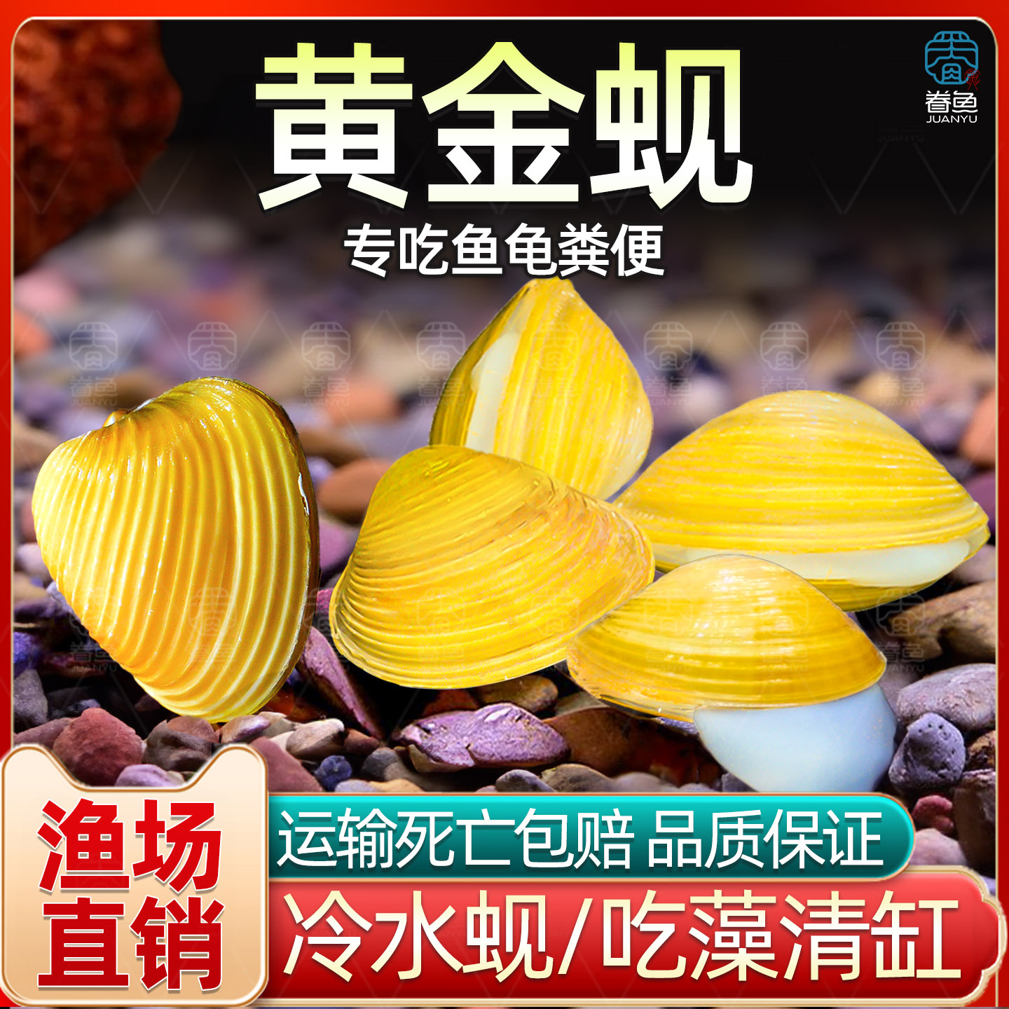 黄金蚬河蚬溪蚬小河蚌黄金螺除藻 清洁净水观赏 鱼缸吃鱼粪便清理