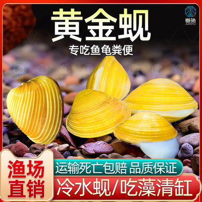黄金蚬河蚬溪蚬小河蚌黄金螺除藻 清洁净水观赏 鱼缸吃鱼粪便清理
