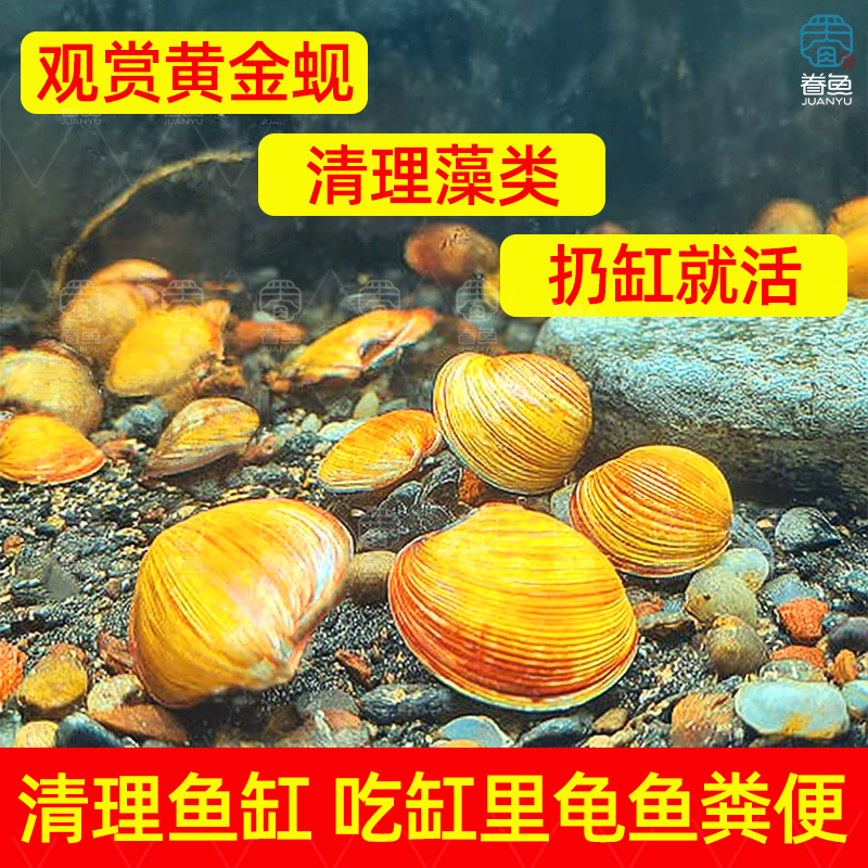 黄金蚬专吃鱼屎粪便净水活体清道夫淡水除藻黄金螺鱼缸净化观赏螺