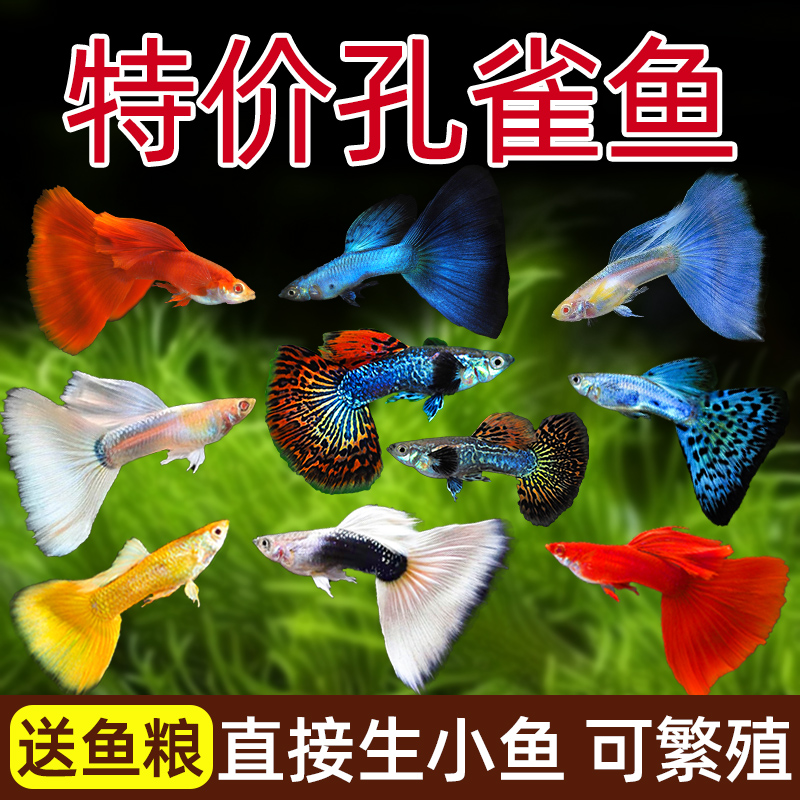 观赏鱼活体孔雀鱼淡水冷水好养耐活耐养斑马鱼苗凤尾热带小鱼鱼缸