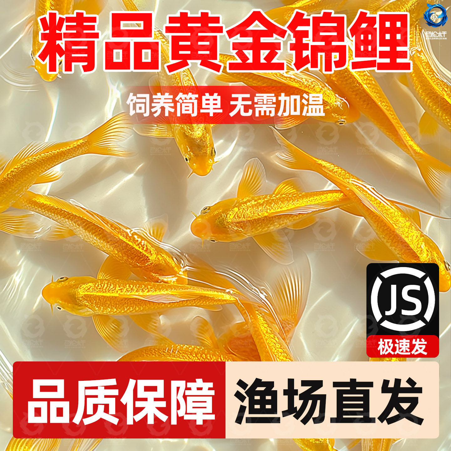 黄金锦鲤活鱼金鱼活鱼好养耐活冷水鱼鱼苗活体小金鱼观赏鱼淡水鱼