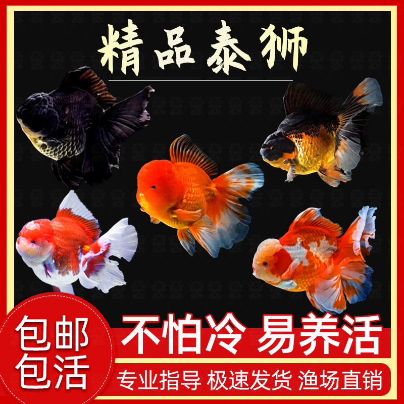 泰狮金鱼活鱼菠萝狮子头金鱼自来水好养耐活鱼冷水观赏鱼百褶泰狮