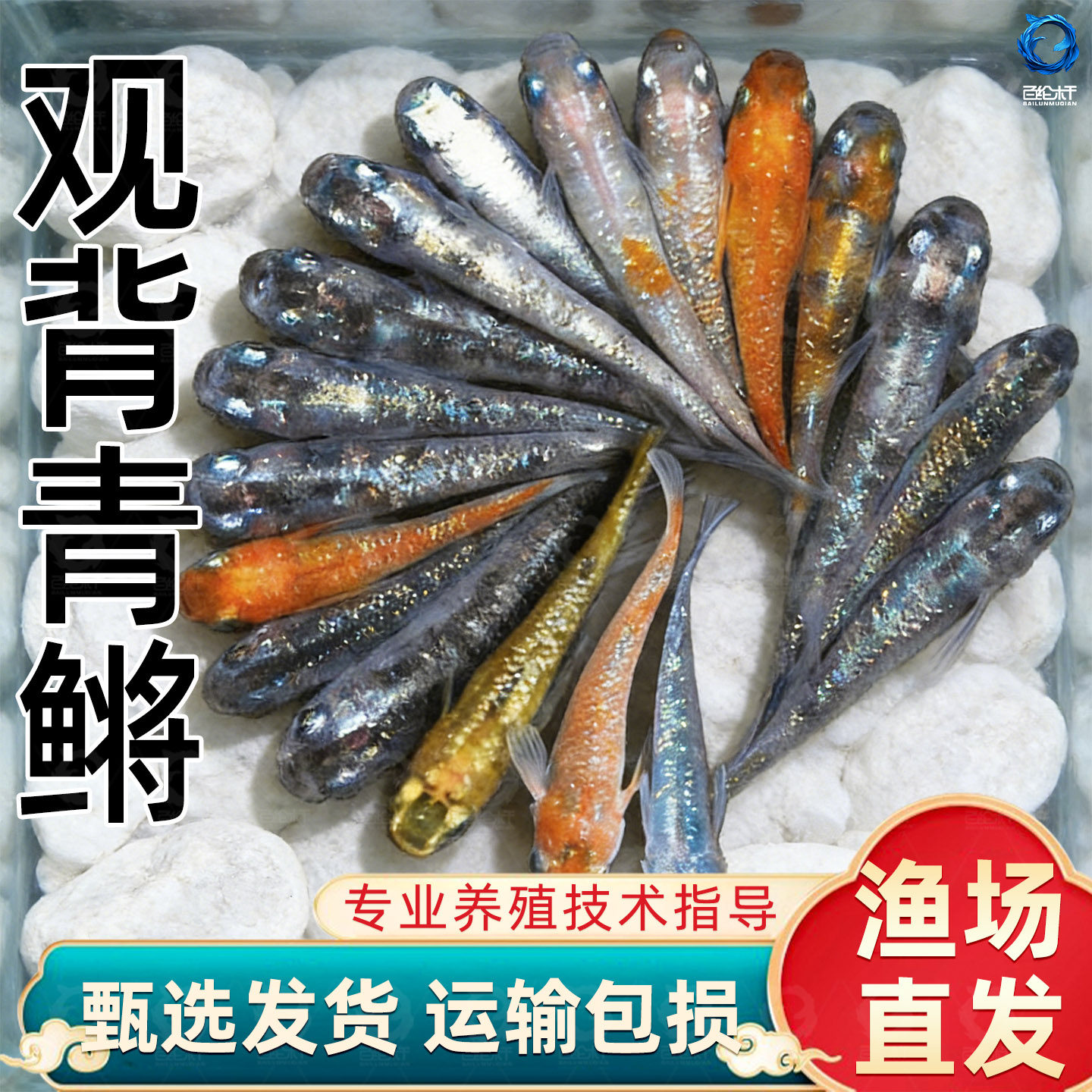 观背青鳉冷水观赏鱼小型自来水不打氧新手好养耐活小鱼苗蝶翼斑马,宠物/宠物食品及用品,鱼,淘宝优惠券,粉丝福利购,淘宝优惠卷