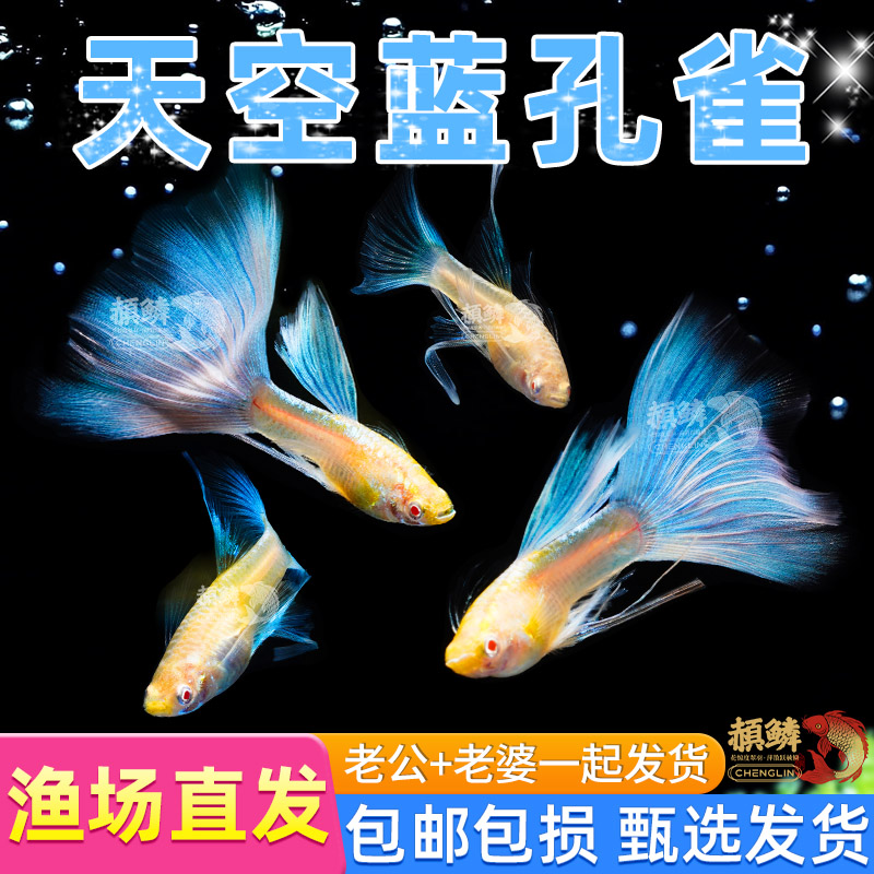 天空蓝孔雀鱼观赏鱼精品纯种小型活体热带凤尾鱼淡水好养耐活小鱼
