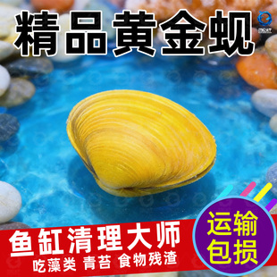 黄金小河蚌净水河蚬清理鱼缸净化水质鳑鲏繁殖观赏螺专吃鱼屎粪便