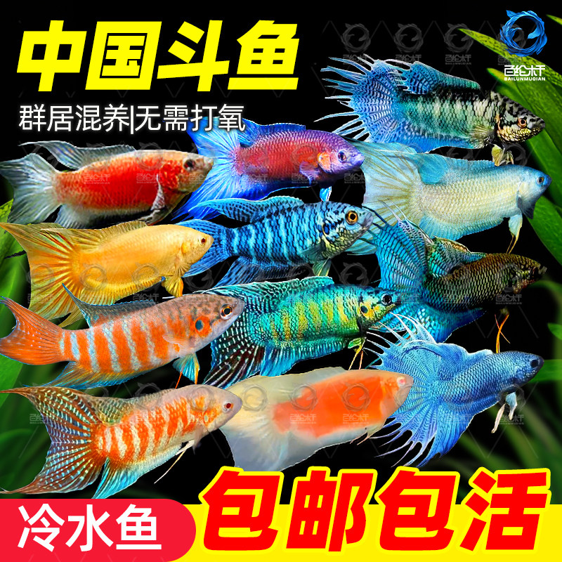 中国斗鱼活体活鱼冷水淡水观赏鱼鱼苗耐养不打氧小型鱼好养活鱼