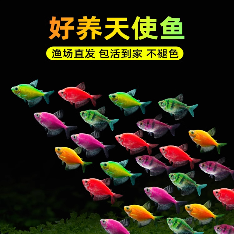 天使鱼观赏鱼金鱼活鱼小型斑马鱼淡水鱼热带鱼好养耐活七彩鱼群游