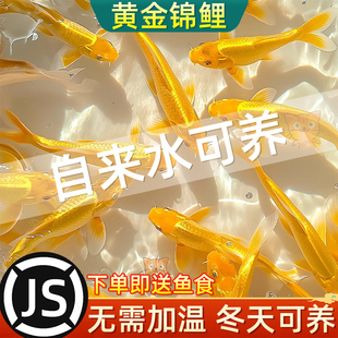 冷水淡水草金鱼观赏鱼红草金新手鱼懒人鱼红锦鲫好养活小金鱼鱼苗