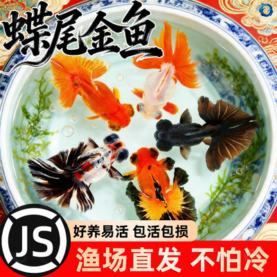 龙睛金鱼冷水观赏鱼大眼黑金鱼苗墨龙睛鱼好养耐活蝶尾金鱼活鱼