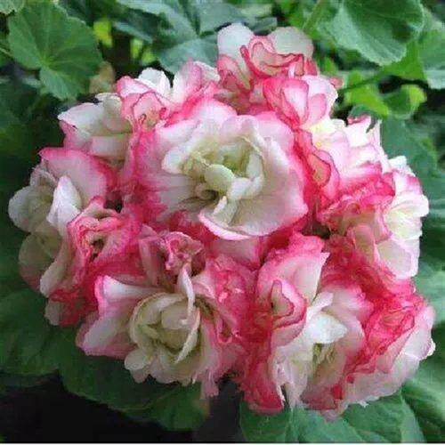 新品天竺葵盆栽洋绣球花r卉苗大花重瓣驱蚊草室内庭院阳台观花植