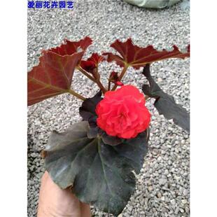 极速丽格海棠花室外重瓣四季玫z瑰海棠盆栽带花苞室外阳台开花植