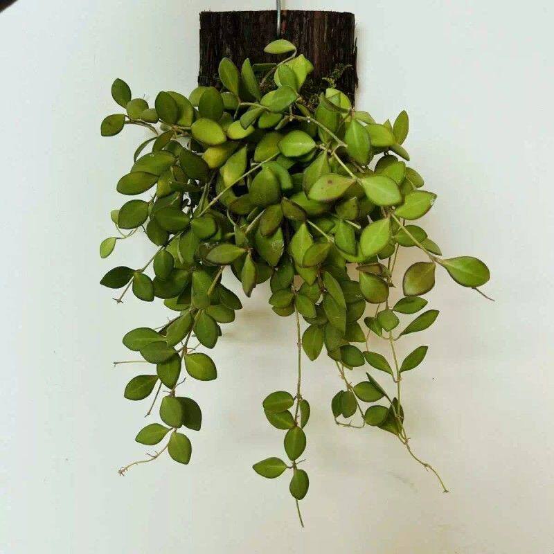 板植球兰小叶球兰板植树叶藤条墙挂垂吊植物电线外露遮丑耐阴植物