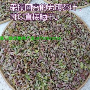 四川老鹰茶树苗 红茶白茶树苗 老阴茶苗盆栽地栽食用植物嫩芽茶叶
