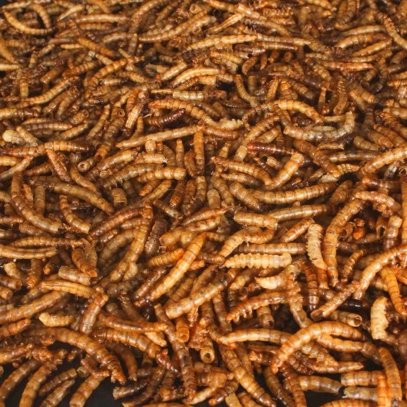 面包虫干黄粉虫烘焙高蛋白鸟食八哥鹩哥仓鼠蜜袋鼯粮食乌龟粮饲料